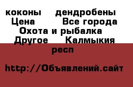 коконы    дендробены › Цена ­ 25 - Все города Охота и рыбалка » Другое   . Калмыкия респ.